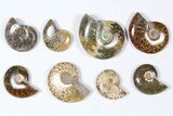 Lot: KG Madagascar Polished Ammonites (-) - Pieces #79349-3